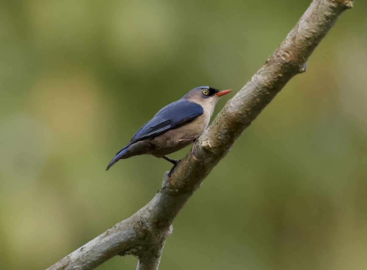 Velvet-fronted Nuthatch - ML618831421