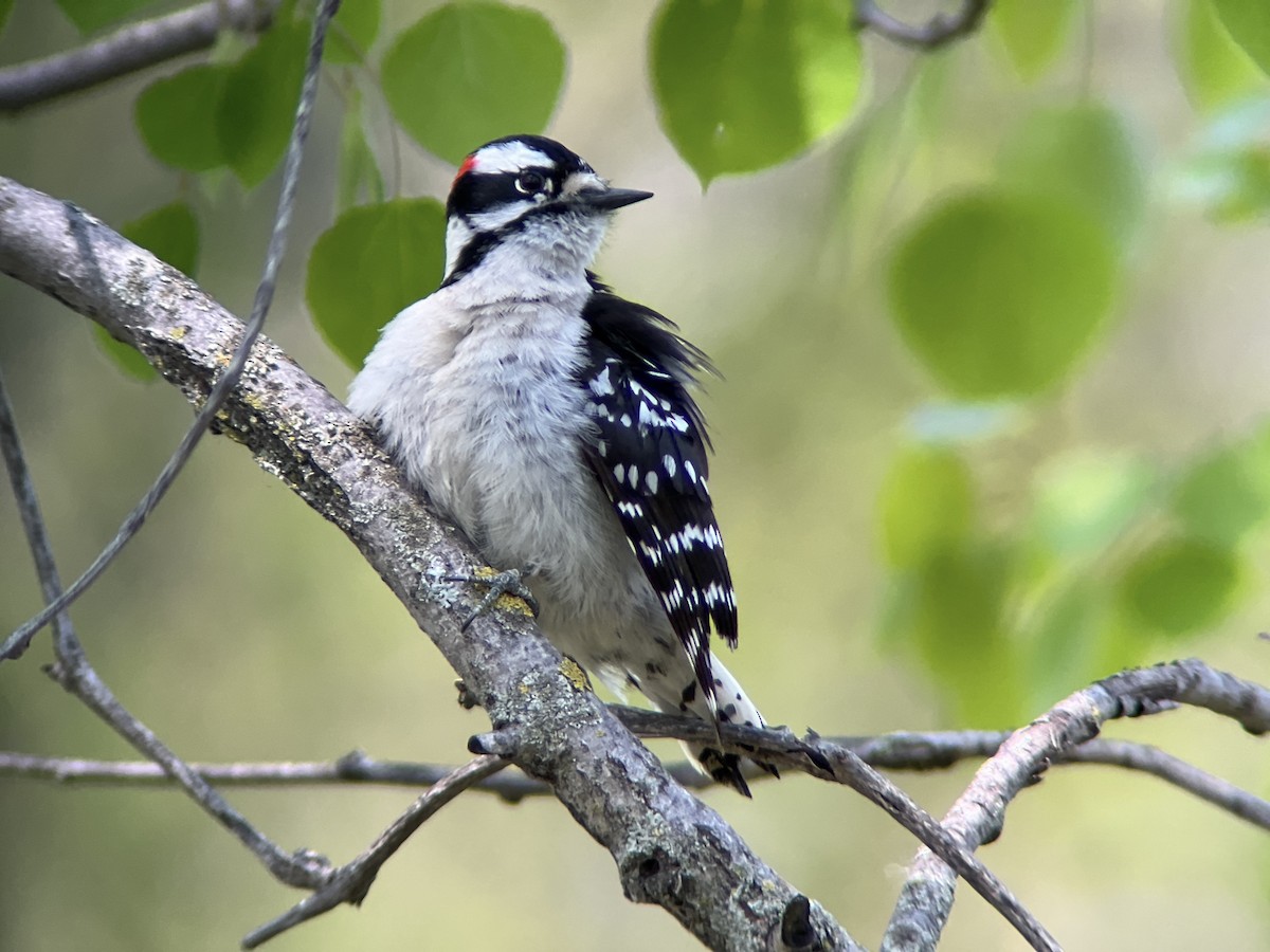 Downy Woodpecker - ML618831516
