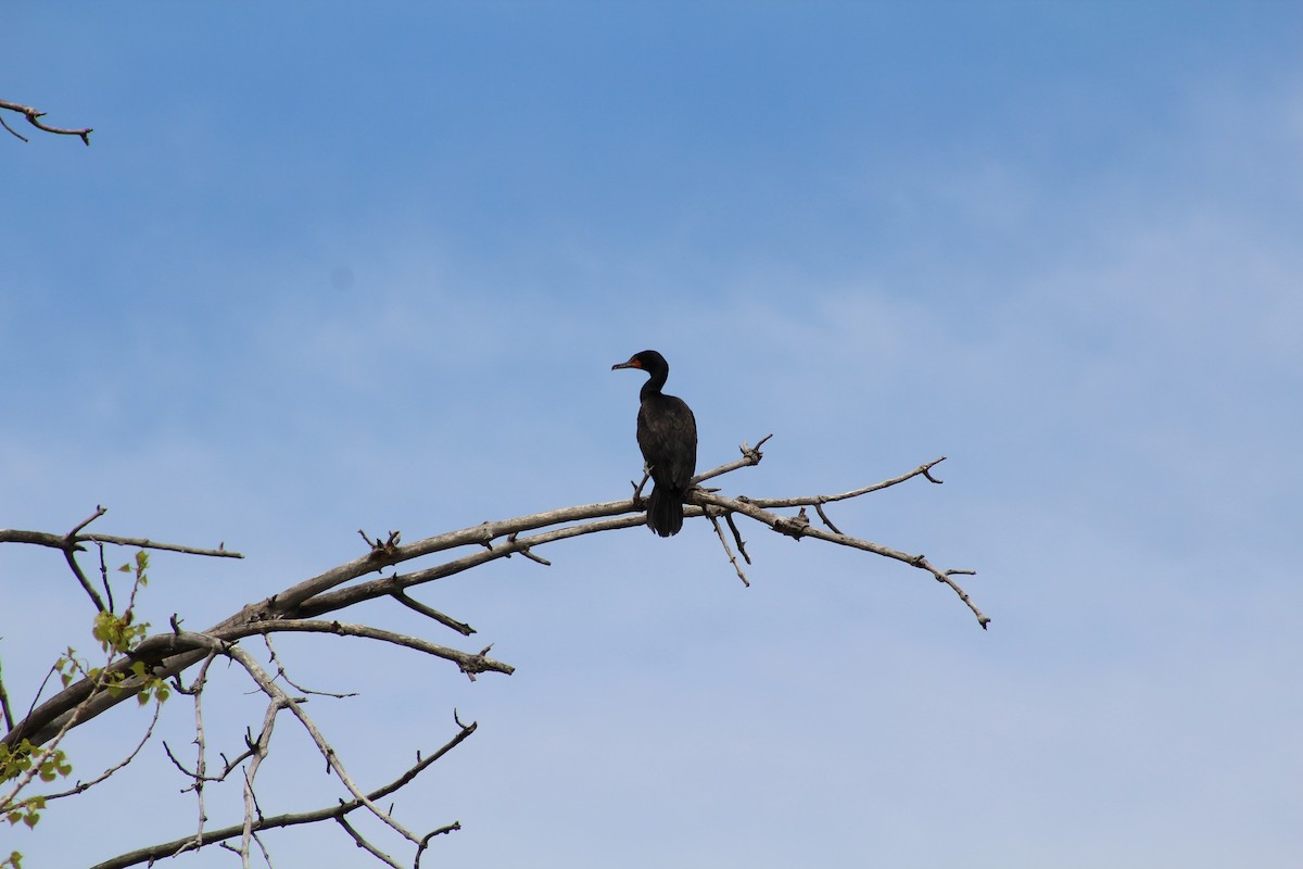Double-crested Cormorant - Nicholas Whittel
