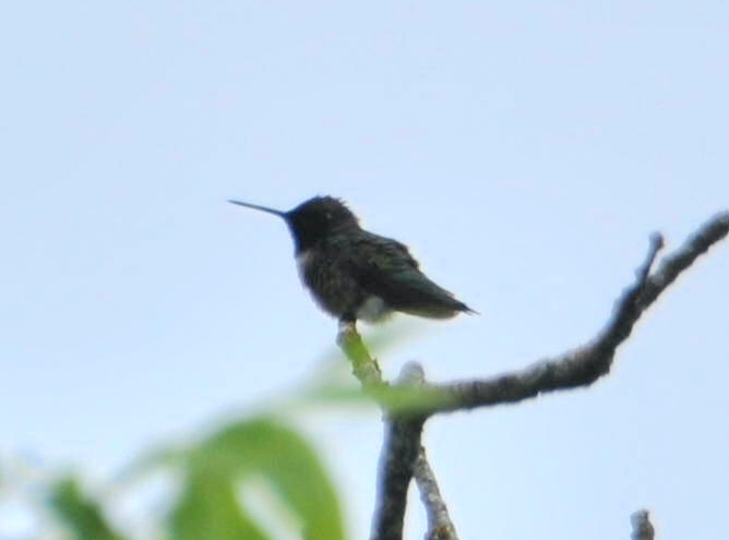 Black-chinned Hummingbird - ML618831549