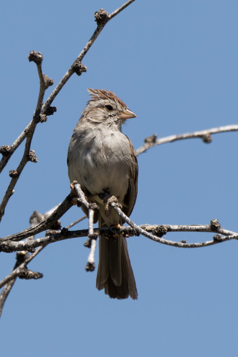 Rufous-winged Sparrow - ML618831570