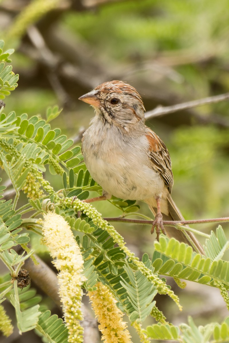 Rufous-winged Sparrow - ML618831571