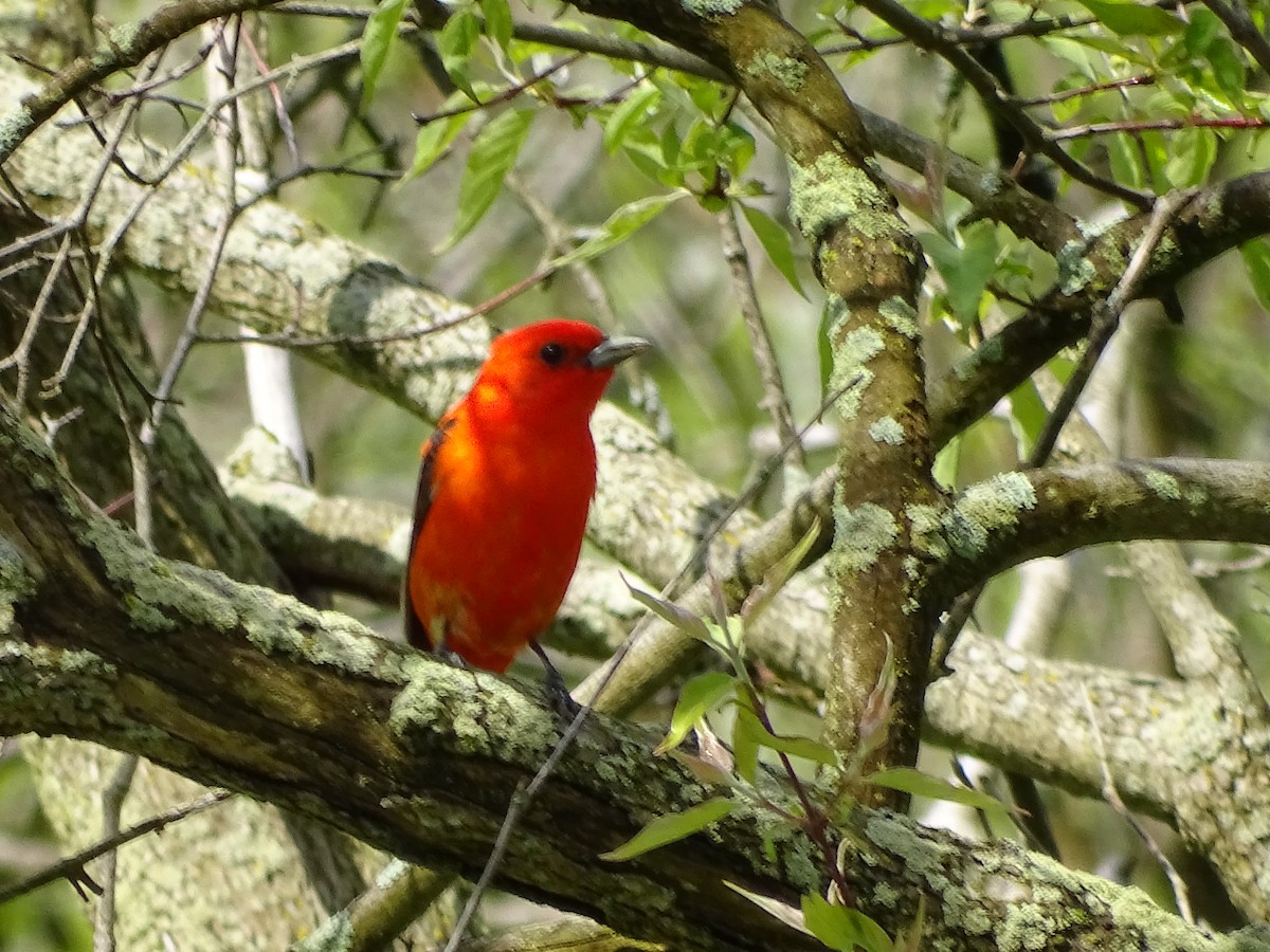 Scarlet Tanager - ML618831576