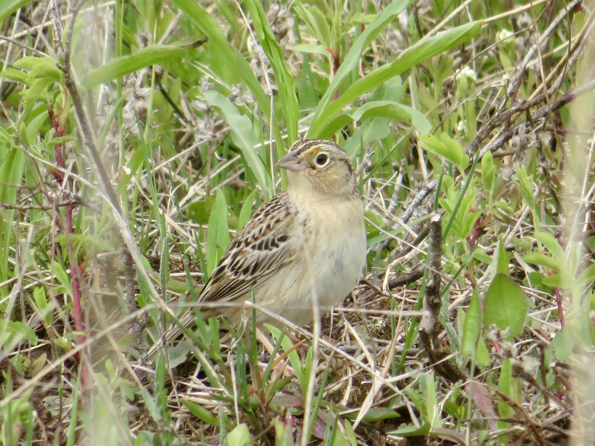 Grasshopper Sparrow - ML618831600