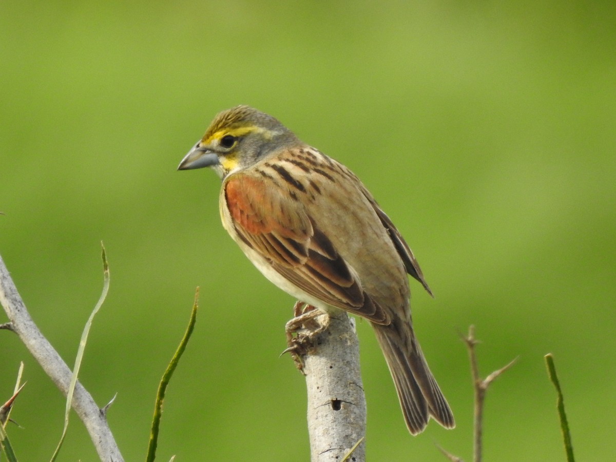 Dickcissel - Holly Perry