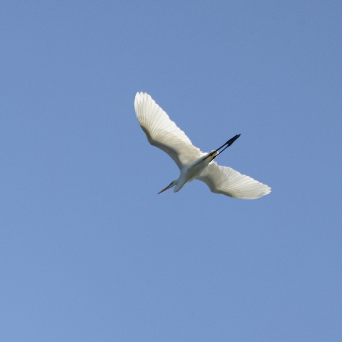Great Egret - Michael Burkhart