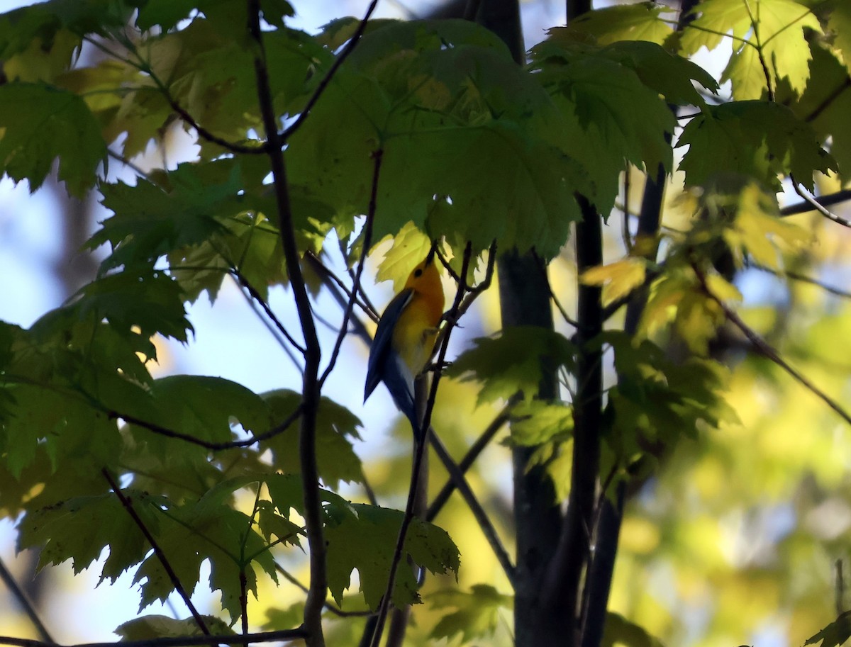 Prothonotary Warbler - Braeden Cameron