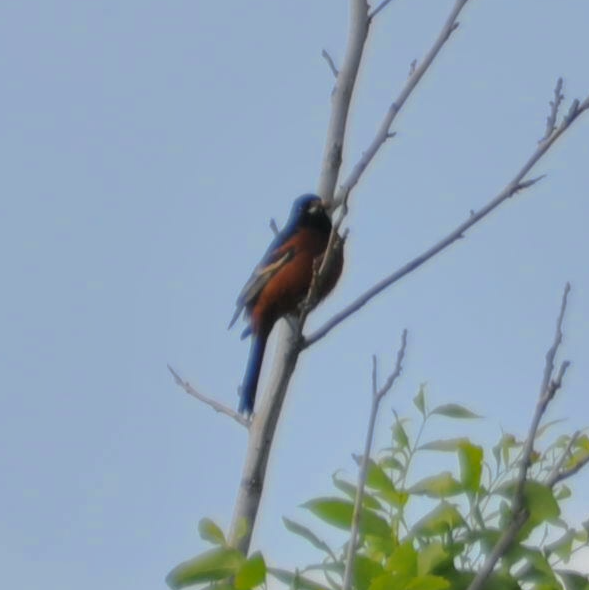 Orchard Oriole - ML618831634