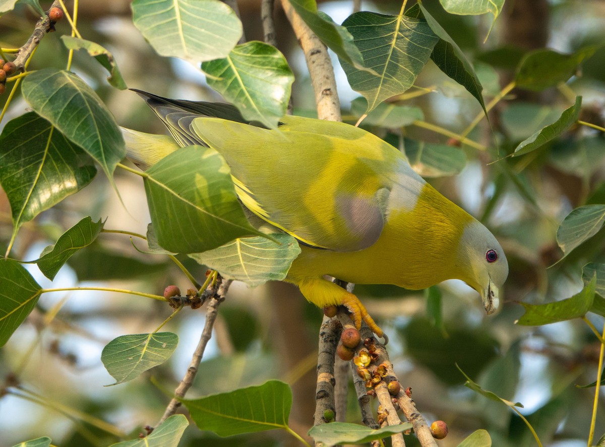 Yellow-footed Green-Pigeon - ML618831639
