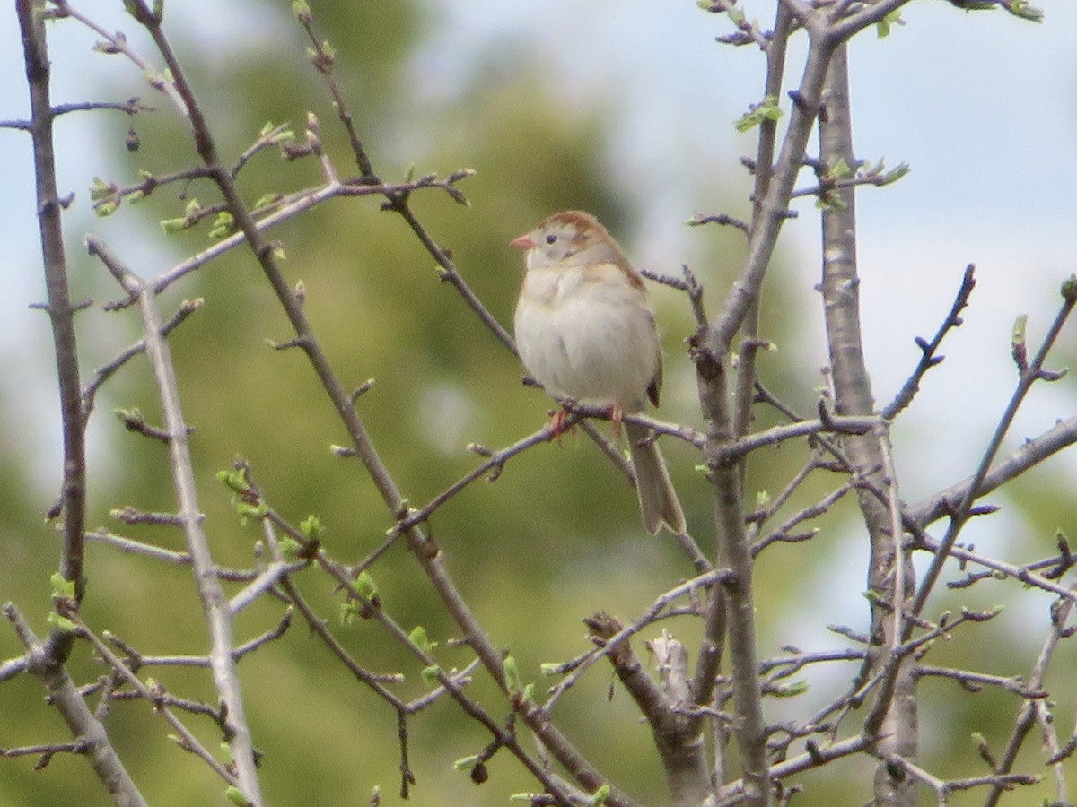 Field Sparrow - ML618831648