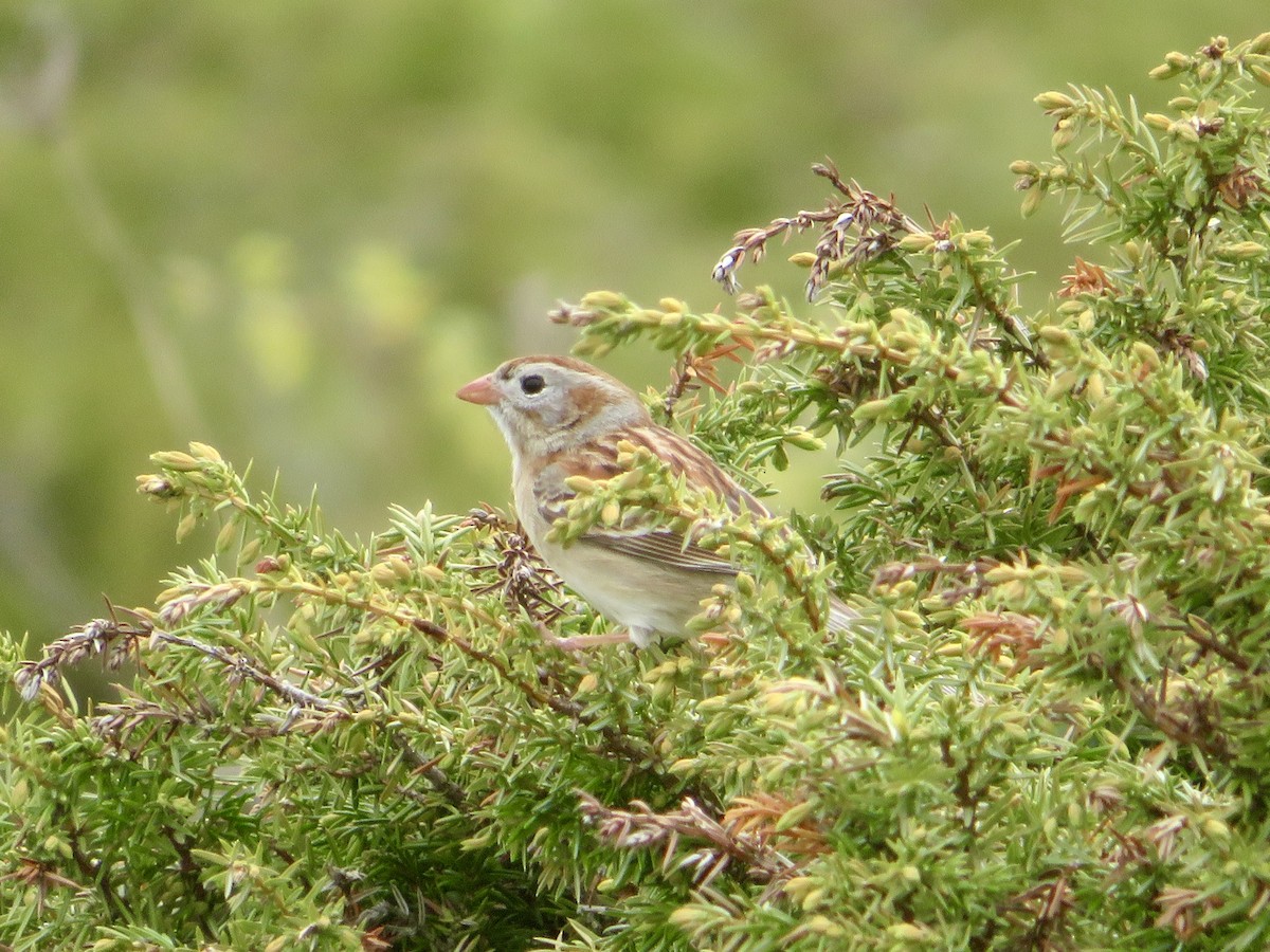 Field Sparrow - Christine Cote