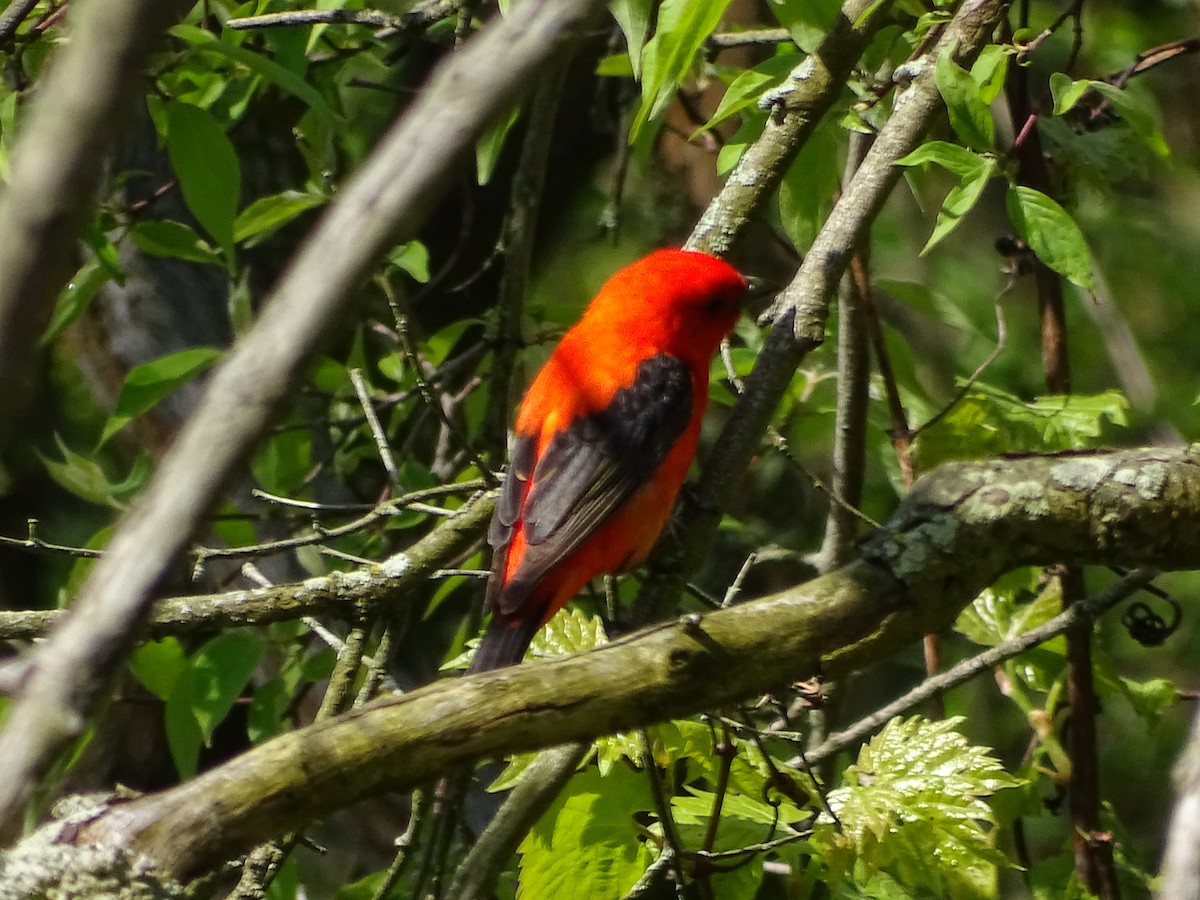 Scarlet Tanager - ML618831667