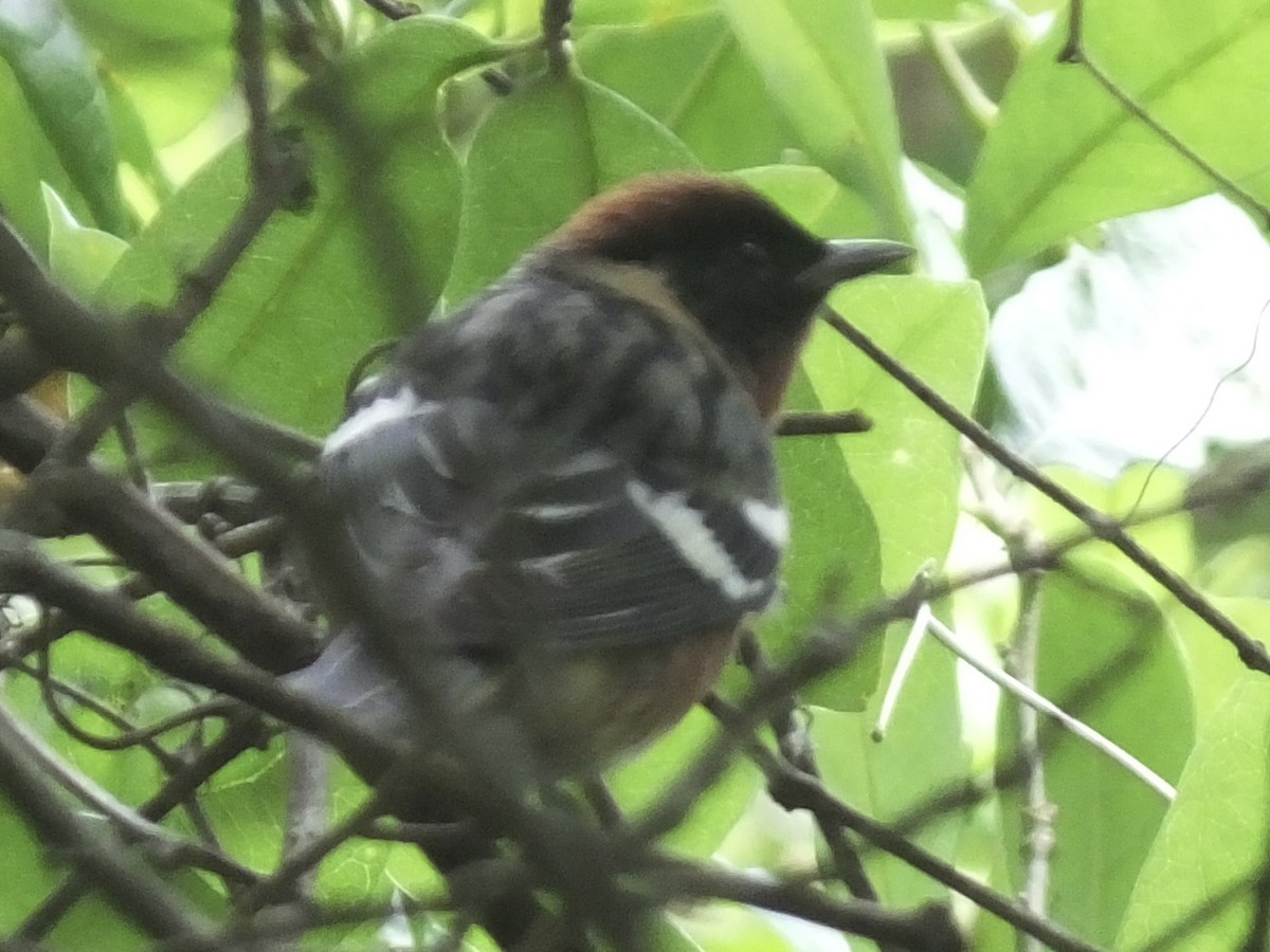 Bay-breasted Warbler - ML618831675