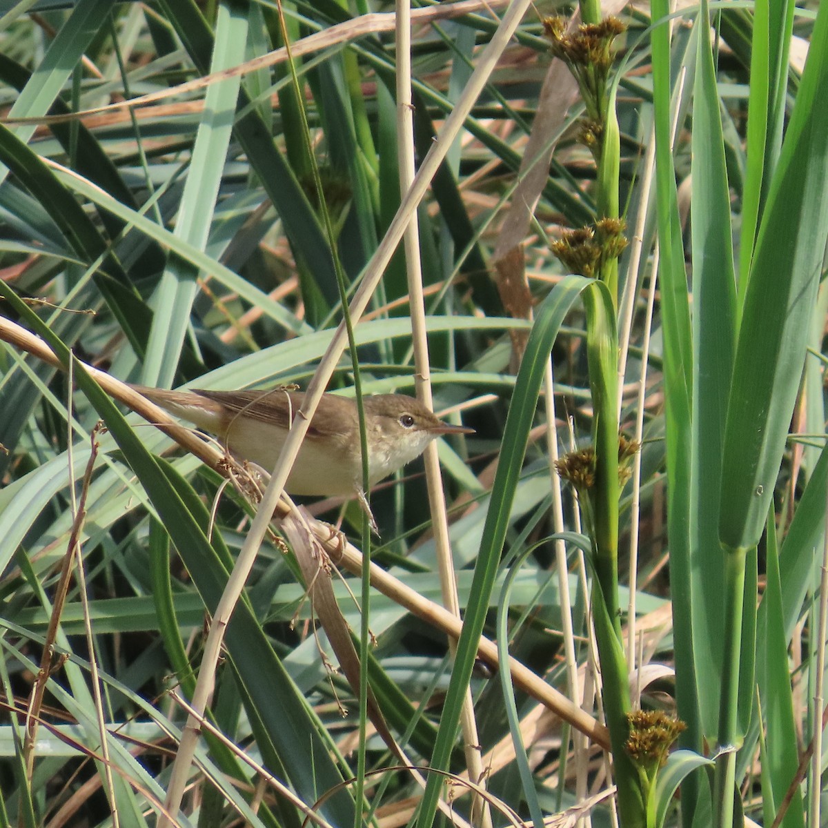 Common Reed Warbler - ML618831683