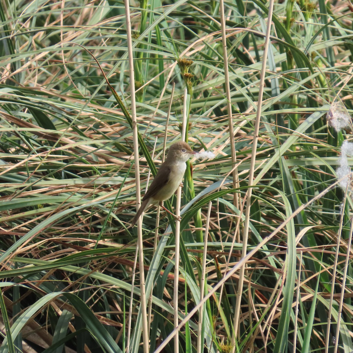 Common Reed Warbler - ML618831691
