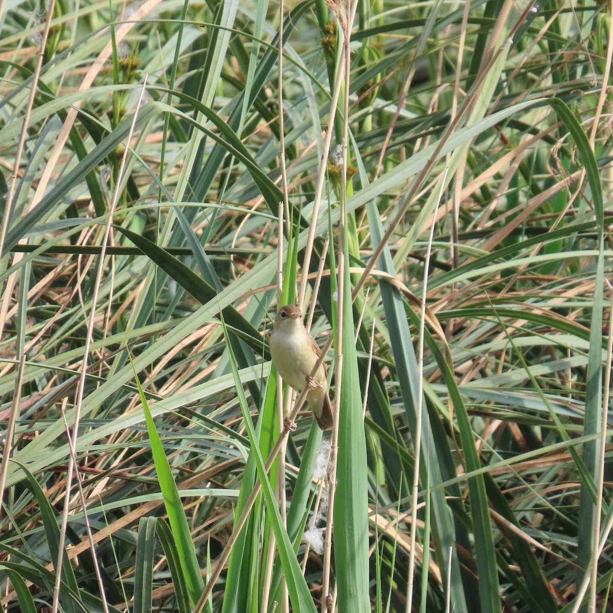 Common Reed Warbler - Richard Fleming