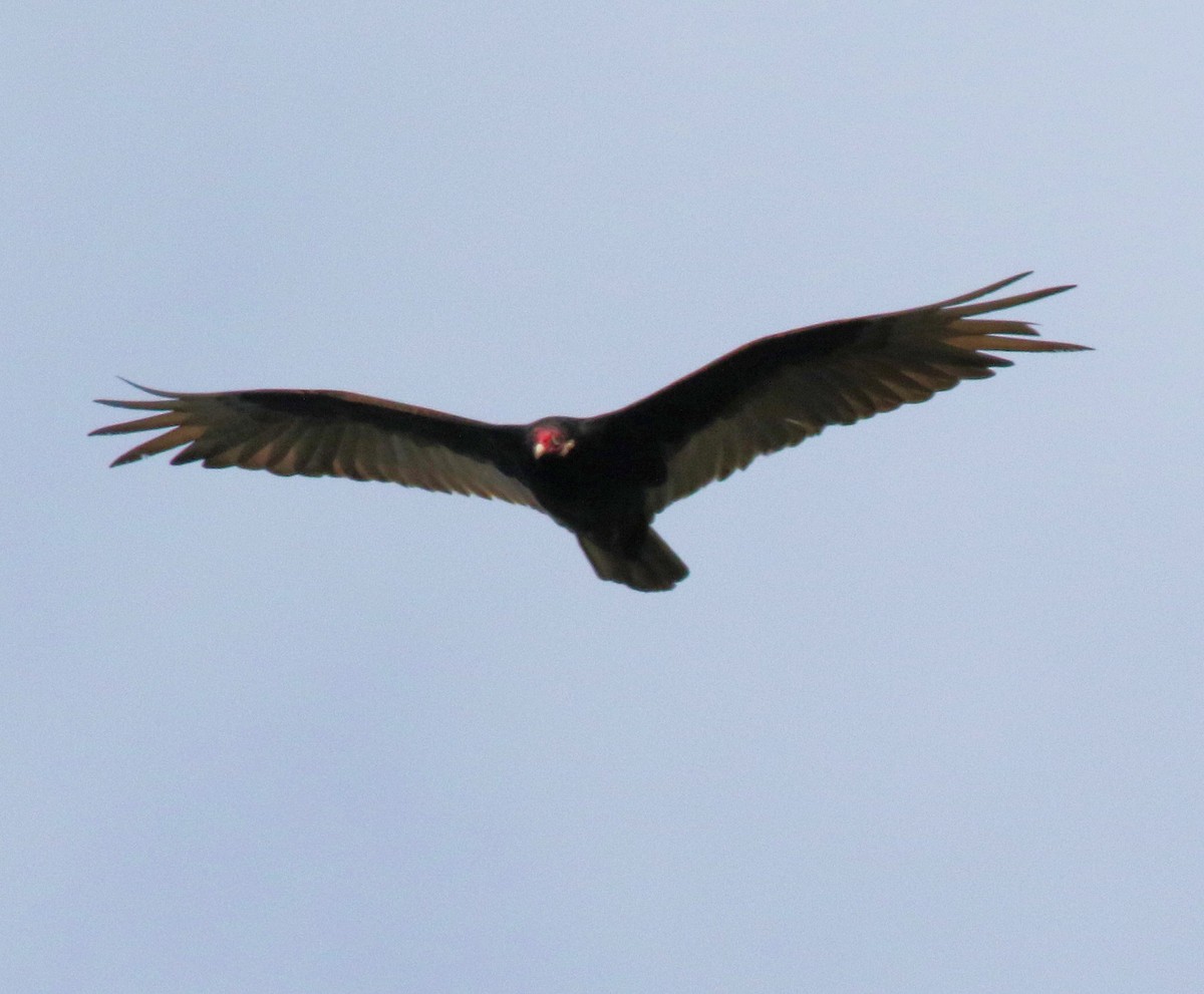 Turkey Vulture - Kernan Bell
