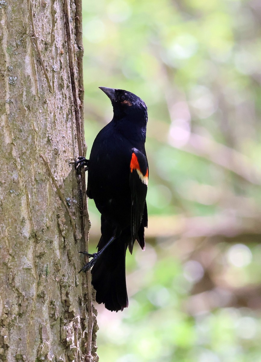 Red-winged Blackbird - Braeden Cameron