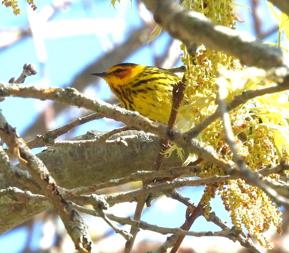 Cape May Warbler - ML618831726