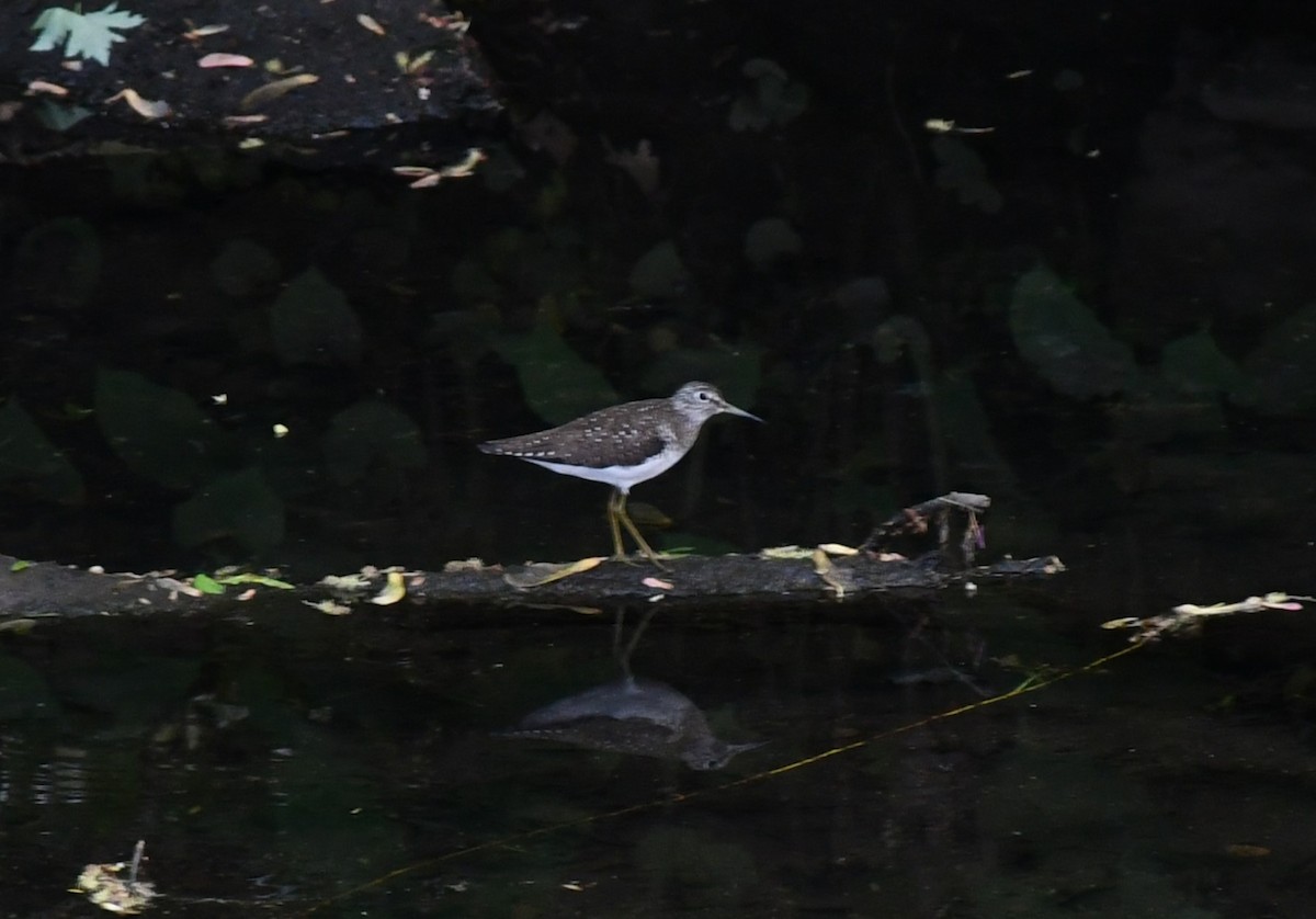 Spotted Sandpiper - Brian Kenney