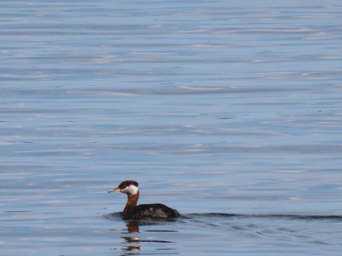 Red-necked Grebe - ML618831759
