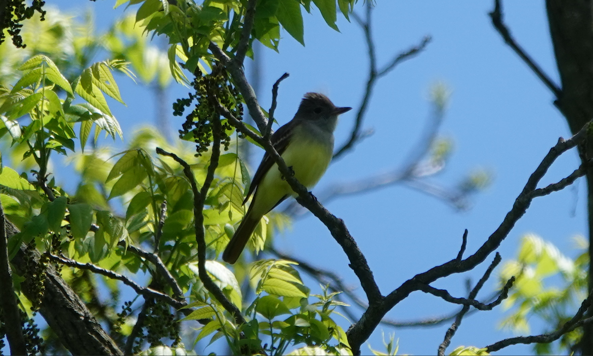 Great Crested Flycatcher - ML618831767