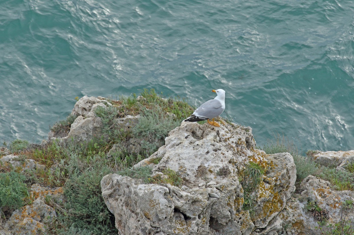 Средиземноморская чайка - ML618831769