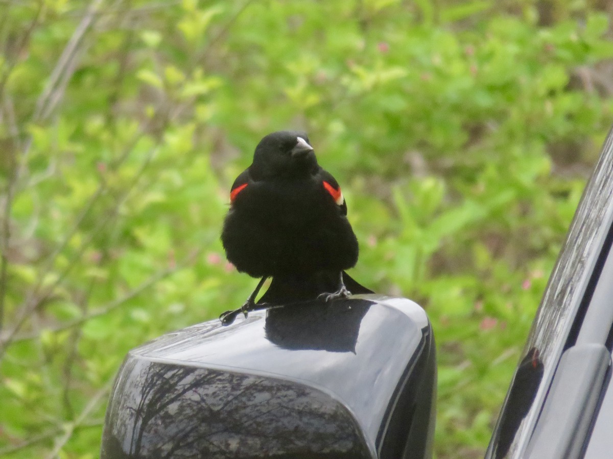 Red-winged Blackbird - ML618831798