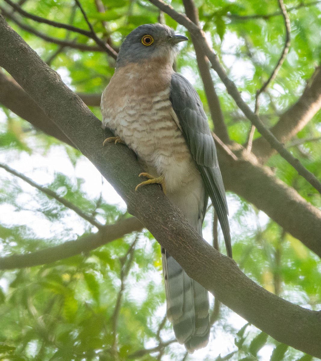 Common Hawk-Cuckoo - ML618831816