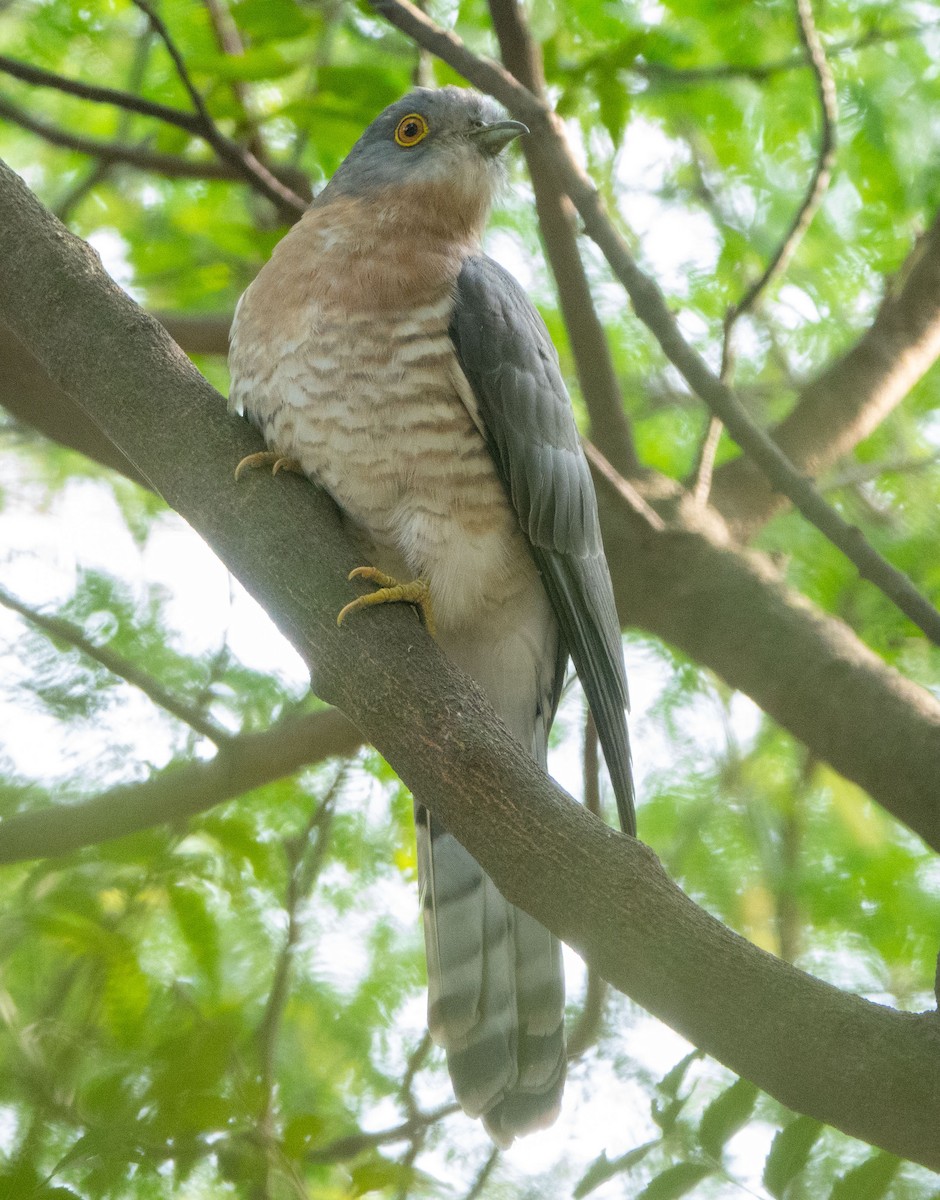 Common Hawk-Cuckoo - ML618831818