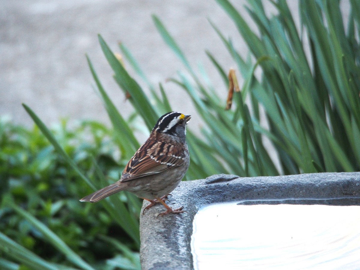 White-throated Sparrow - Margot Ferguson
