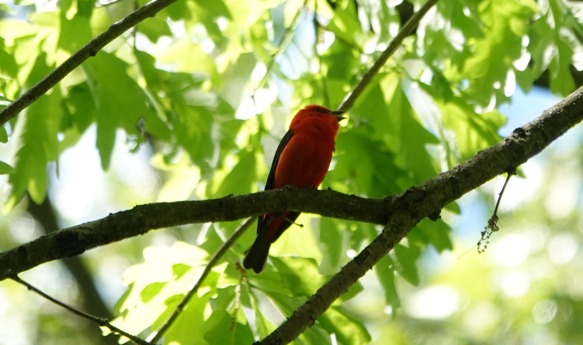Scarlet Tanager - ML618831863