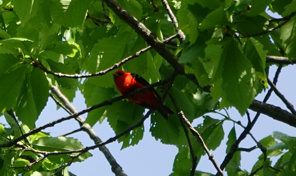 Scarlet Tanager - ML618831864