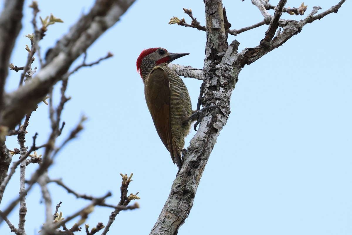 Golden-olive Woodpecker - ML618831885
