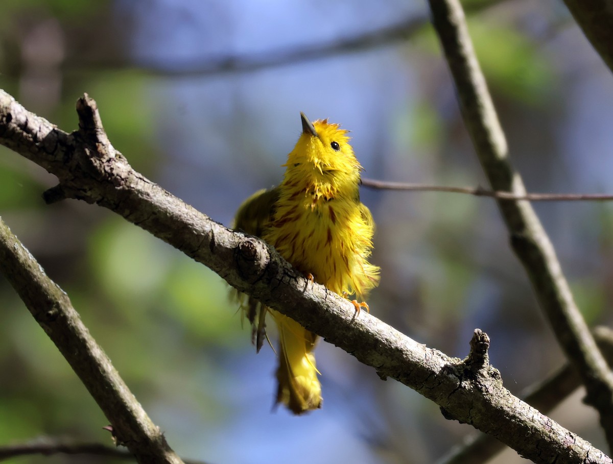Yellow Warbler - Braeden Cameron