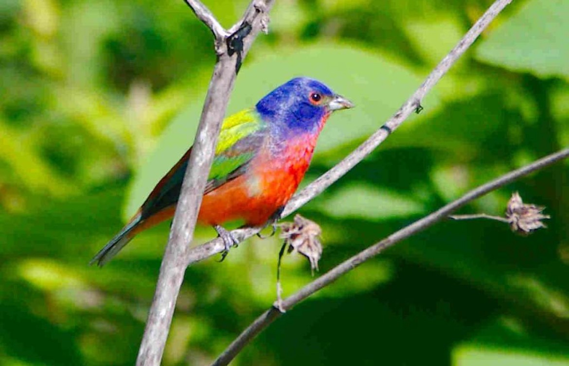 Painted Bunting - ML618831927