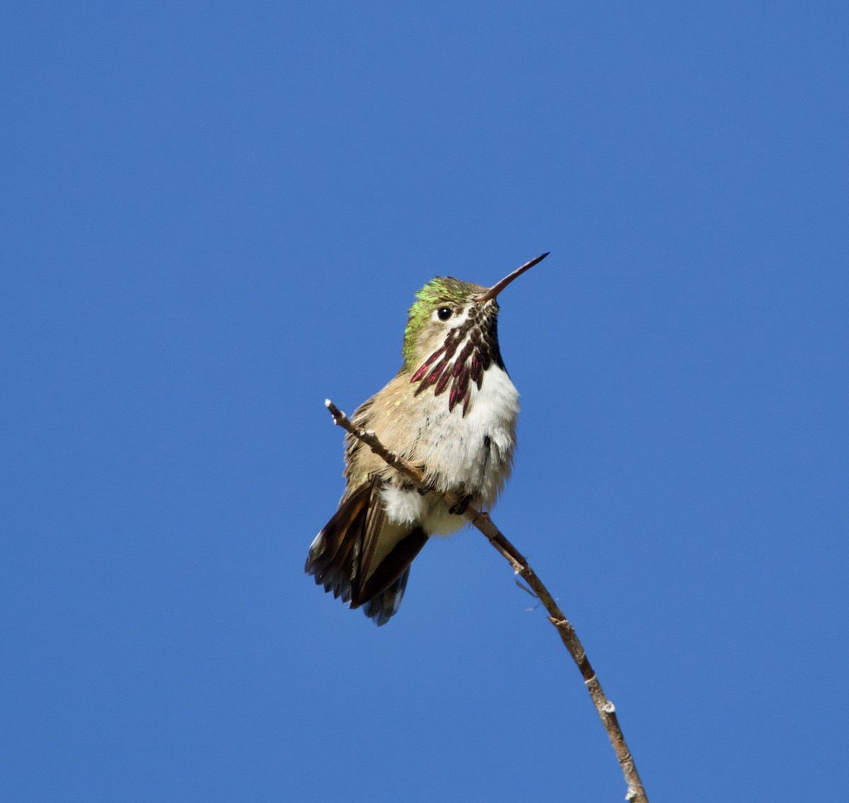 Calliope Hummingbird - ML618831930
