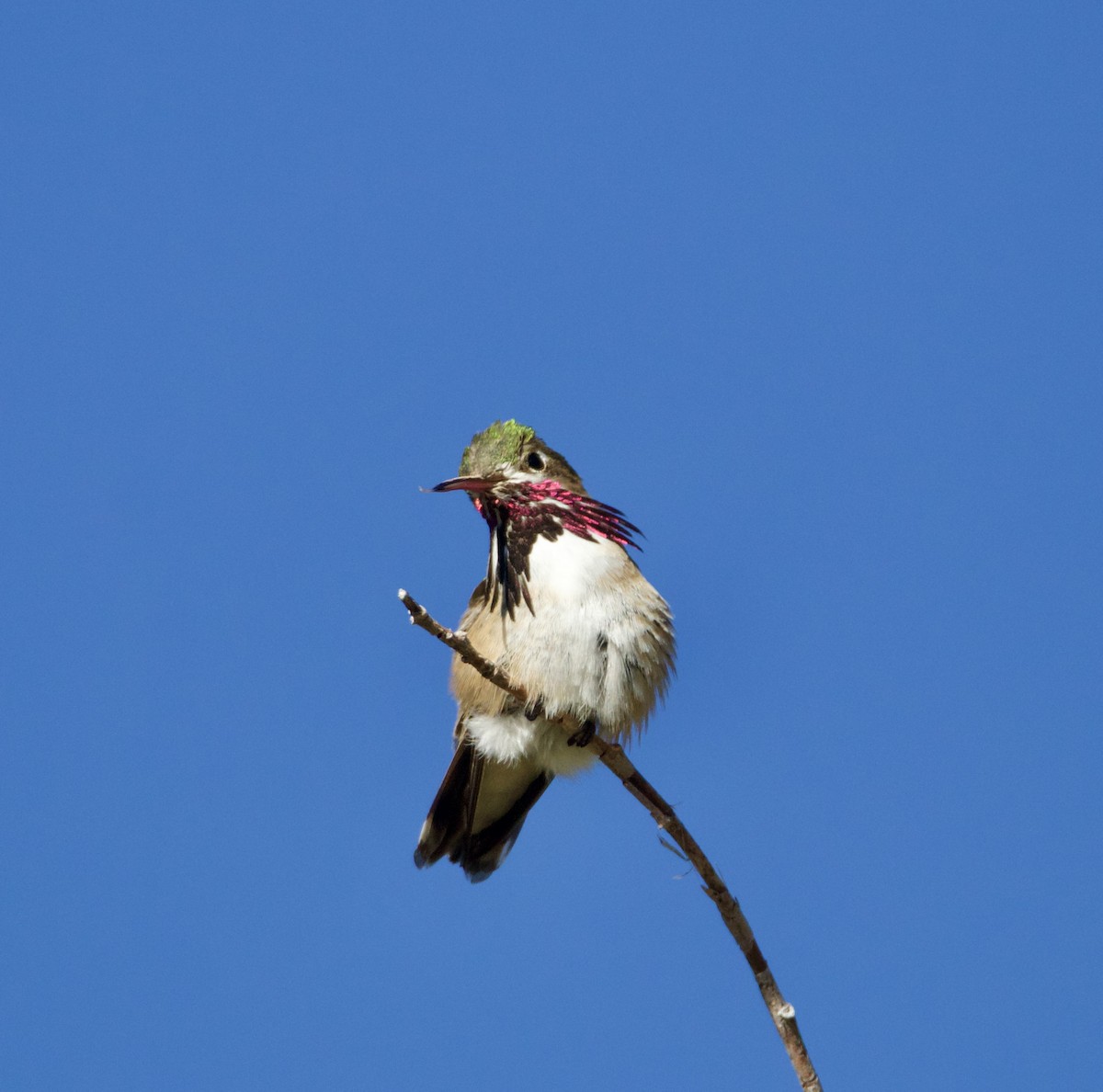 Calliope Hummingbird - ML618831932