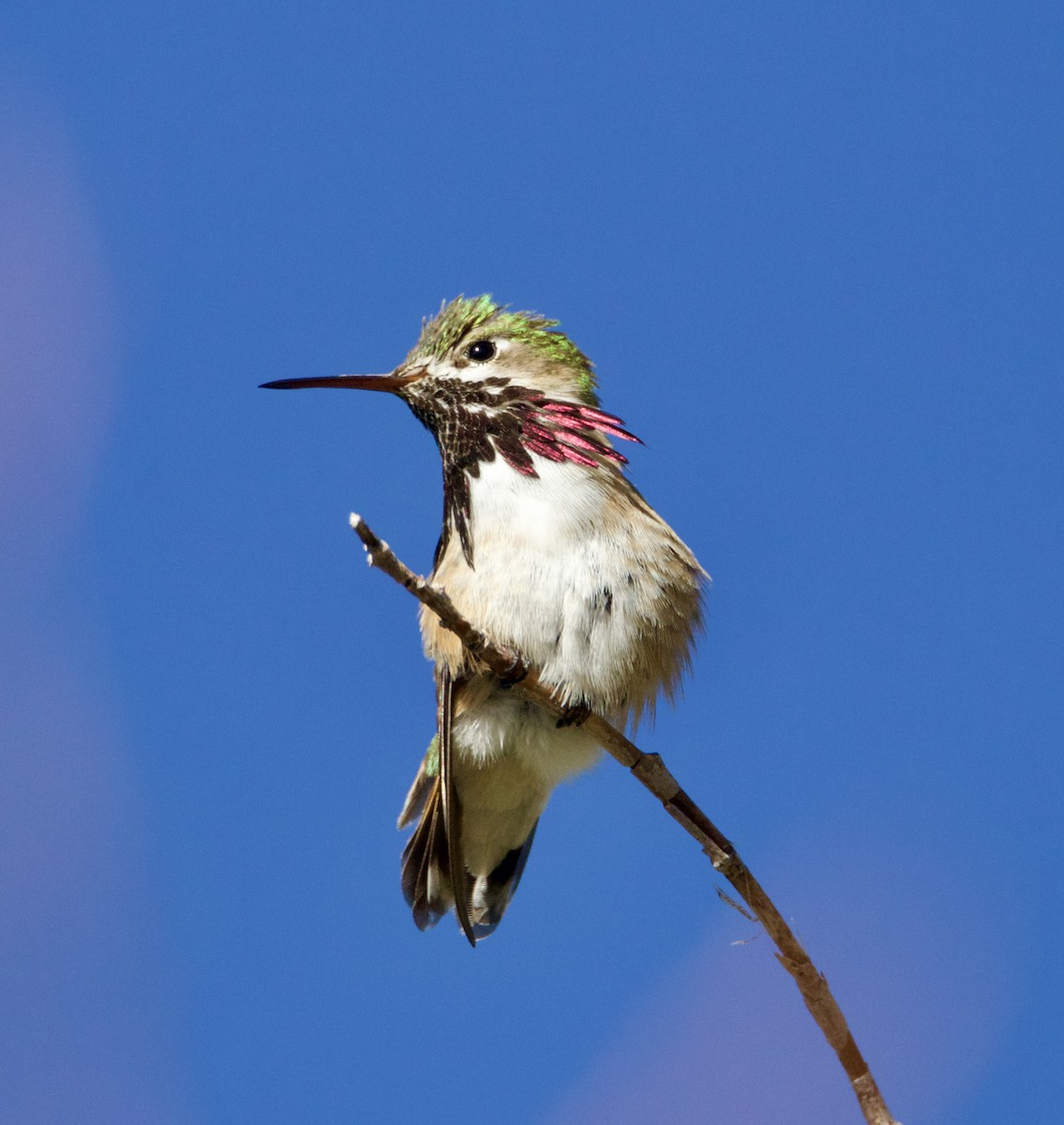 Calliope Hummingbird - Jordan Juzdowski