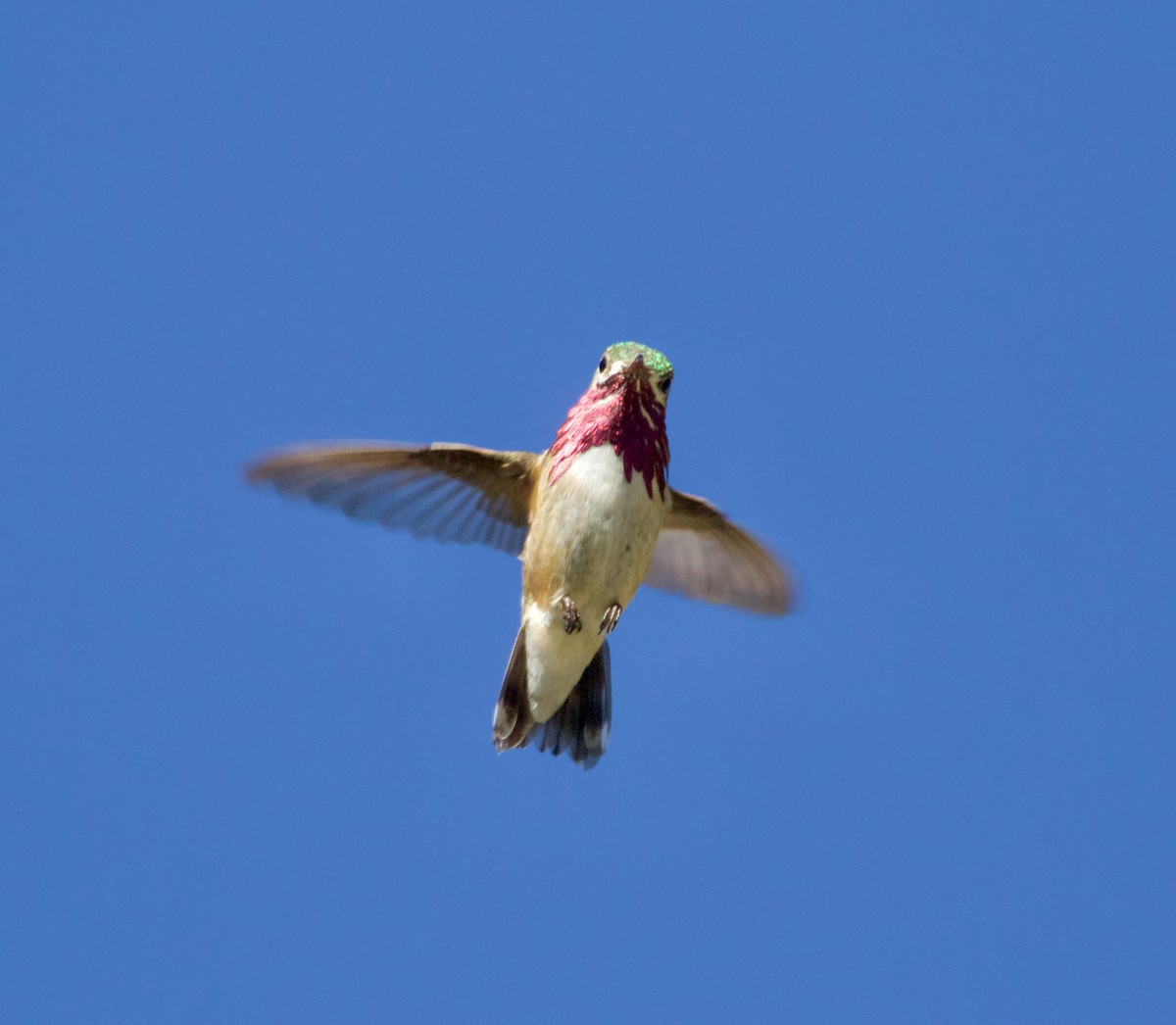 Calliope Hummingbird - ML618831938