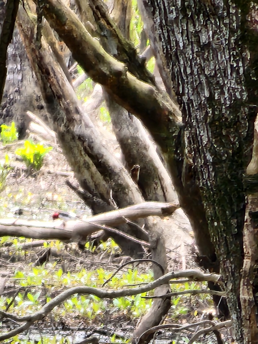 Red-headed Woodpecker - ML618831948