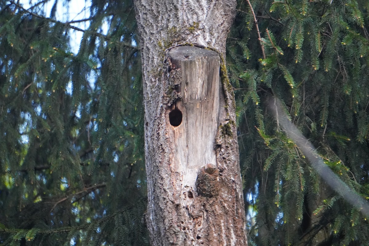 Great Spotted Woodpecker - ML618831970