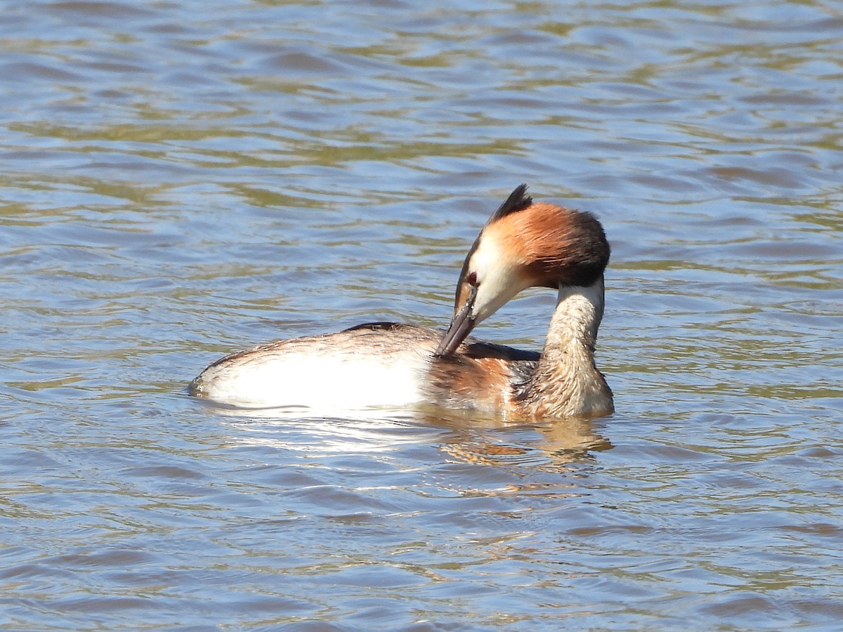 Great Crested Grebe - ML618832063