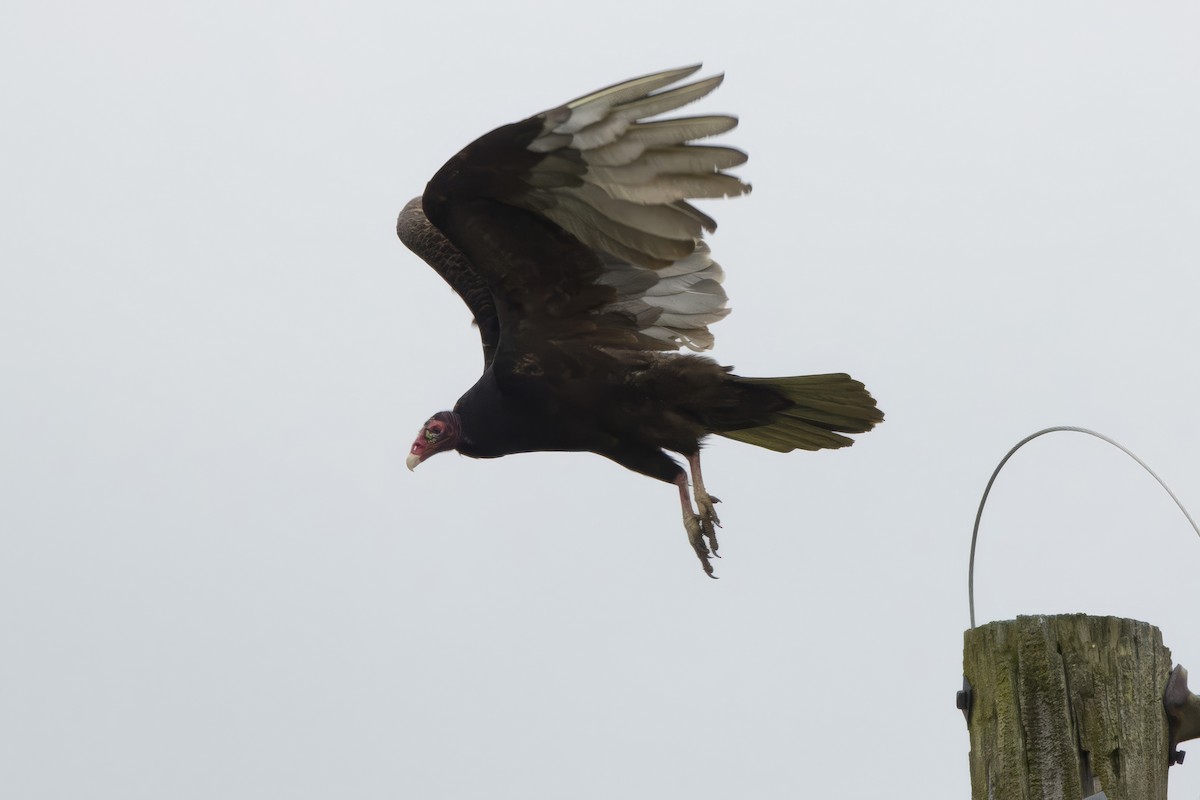 Turkey Vulture - Michael Bowen