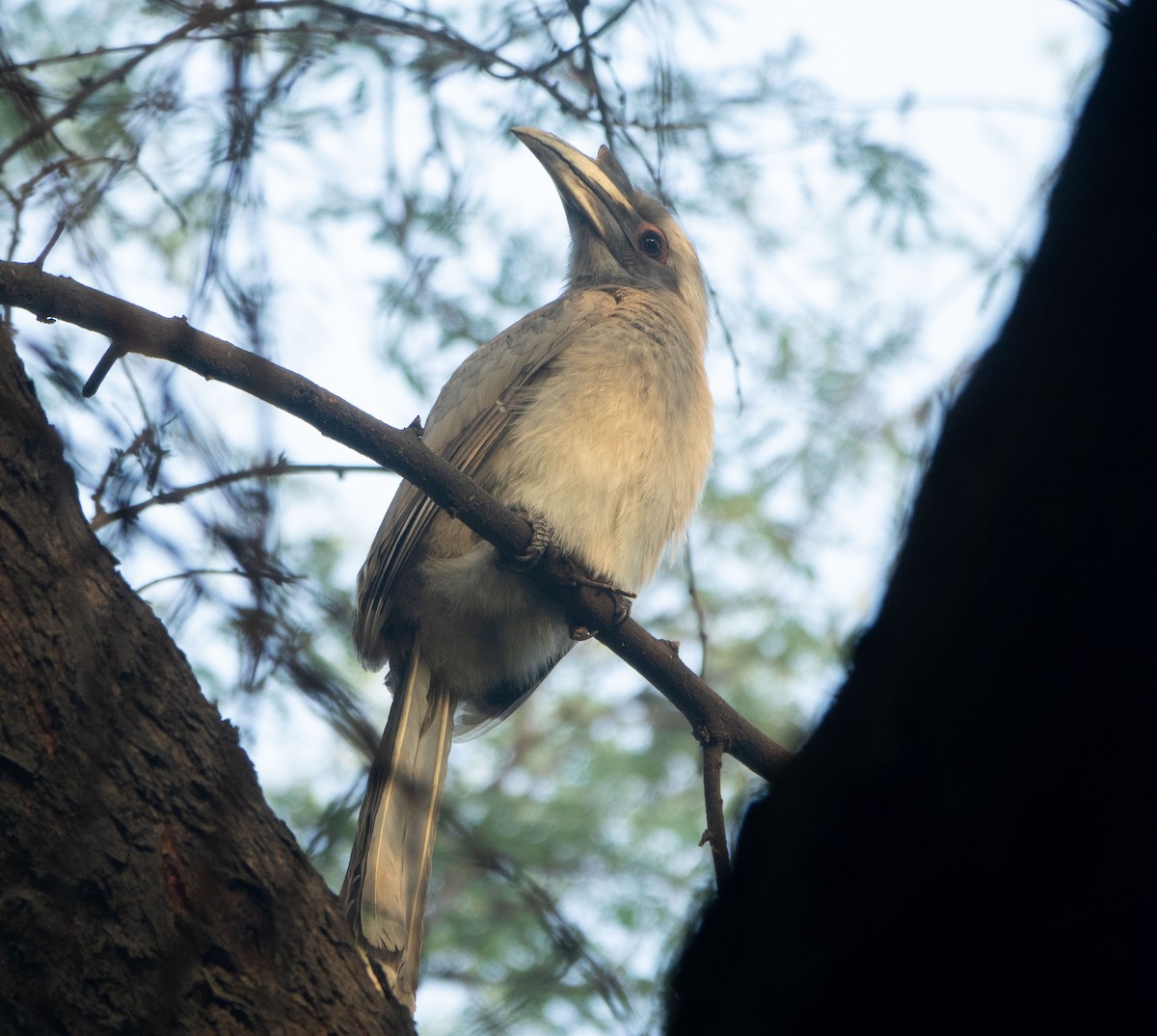 Indian Gray Hornbill - David Houle