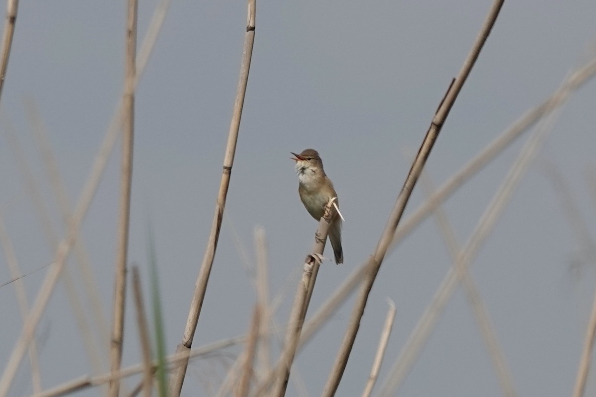 Common Reed Warbler - ML618832196