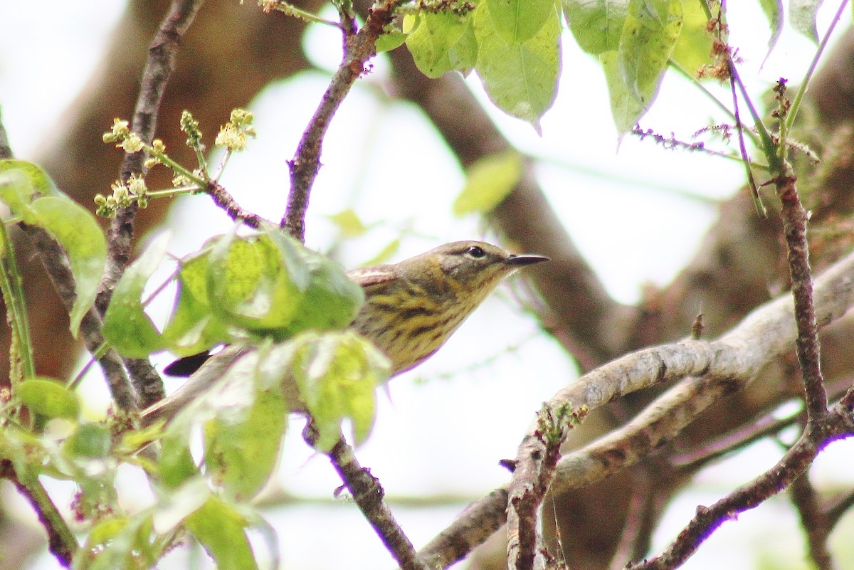 Cape May Warbler - ML618832221