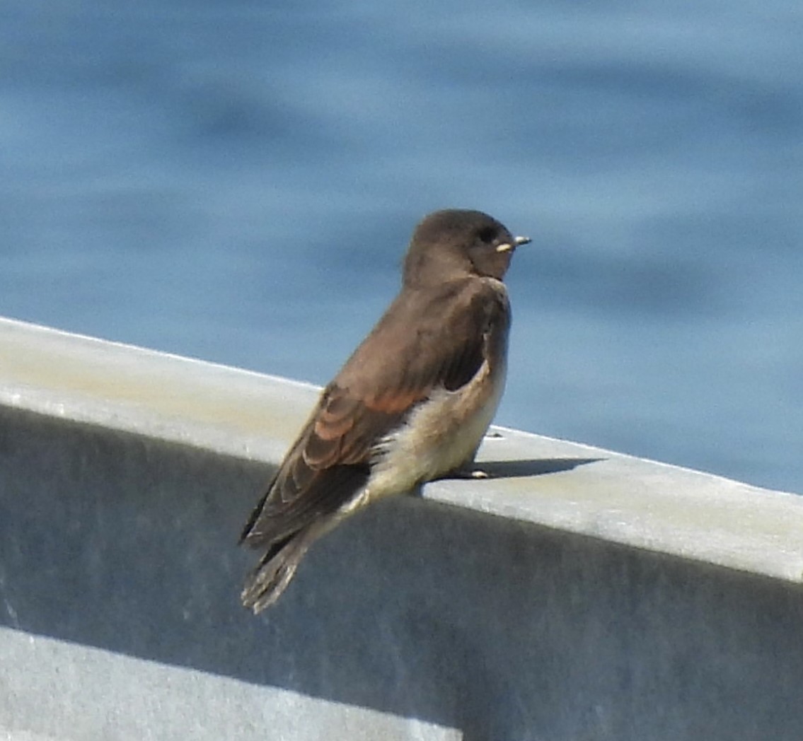 Northern Rough-winged Swallow - ML618832246