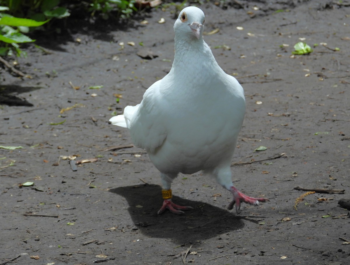 Rock Pigeon (Feral Pigeon) - ML618832274