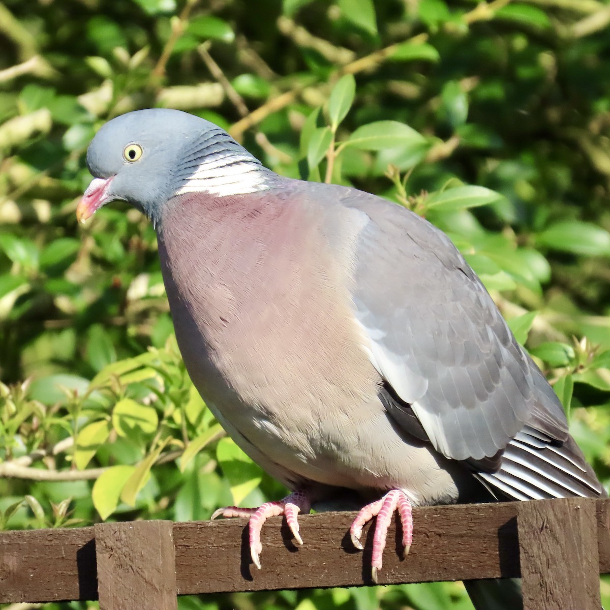 Common Wood-Pigeon - Richard Fleming